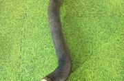 BMW M6 E63/E64 (2004-2010) Coolant Hose Pipe 7834052 21603341