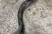 BMW X5 F15 (2013-2018) Front Right Straight Control  Arm 6851692 32474179