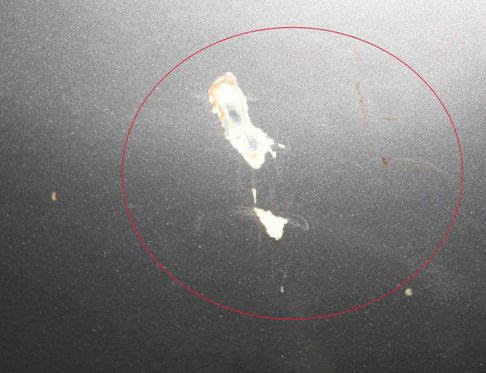 TOYOTA Prius 4 generation (XW50) (2015-2023) Bonnet 1F7 26999416