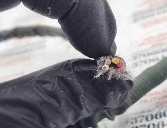 AUDI A3 8L (1996-2003) Лямбда зонд 31469403