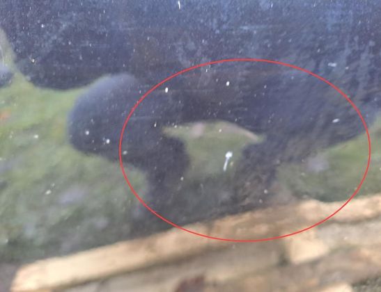 BMW X3 F25 (2010-2017) Rear Right Door 33063955